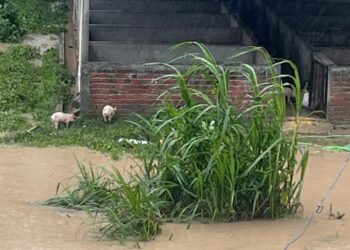 रामधुनी नगरपालिका–८ स्थित झुम्का अर्गानिक कृषि फार्म प्रा.लि.मा आएको बाढीले ठूलो क्षति