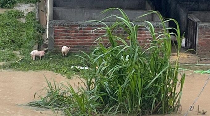 रामधुनी नगरपालिका–८ स्थित झुम्का अर्गानिक कृषि फार्म प्रा.लि.मा आएको बाढीले ठूलो क्षति