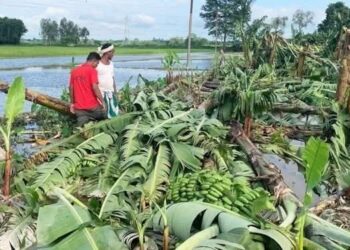 देवानगञ्ज गाउँपालिकामा अविरल वर्षाले कृषिक्षेत्रमा ठूलो क्षति