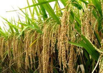 हरीनगर गाउँपालिकामा अविरल वर्षाले कृषिमा ठूलो क्षति