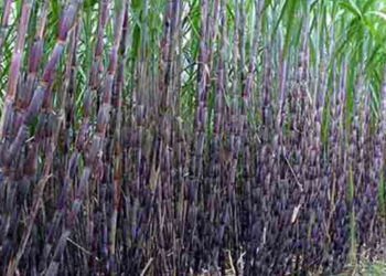 उखुको मूल्य निर्धारणका लागि सरकारले आठ जिल्लामा स्थलगत अध्ययन सुरु