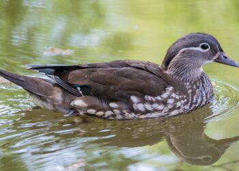 इटहरीमा दुर्लभ मन्डारिन हाँसको उपस्थिति, पूर्वी नेपालकाे जैविक अभिलेखमा थपियो नयाँ अध्याय