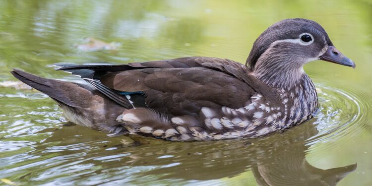इटहरीमा दुर्लभ मन्डारिन हाँसको उपस्थिति, पूर्वी नेपालकाे जैविक अभिलेखमा थपियो नयाँ अध्याय