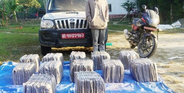 इनरुवा चाँदवेलामा सशस्त्र प्रहरीको कारवाही : डेढ क्विन्टल गाँजासहित युवक पक्राउ,