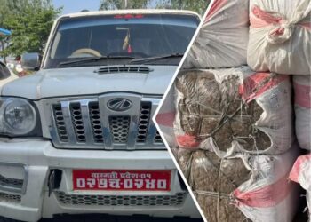  सुनसरीको बर्जु–५ बाट २ सय ५७ किलो गाँजा बरामद, चालक फरार