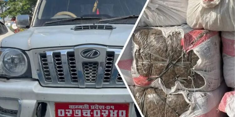  सुनसरीको बर्जु–५ बाट २ सय ५७ किलो गाँजा बरामद, चालक फरार