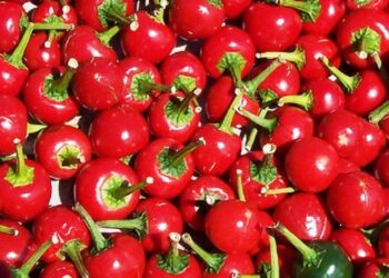 धनकुटाका अकबरे किसान निराश, बजार मूल्यमा ठूलो गिरावट