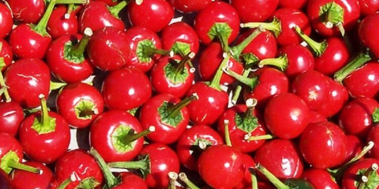 धनकुटाका अकबरे किसान निराश, बजार मूल्यमा ठूलो गिरावट