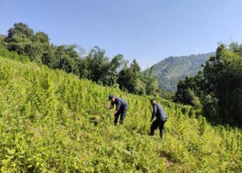 धनकुटा र भोजपुरमा ठूलो मात्रामा गाँजा फडानी, प्रहरीको विशेष अभियान