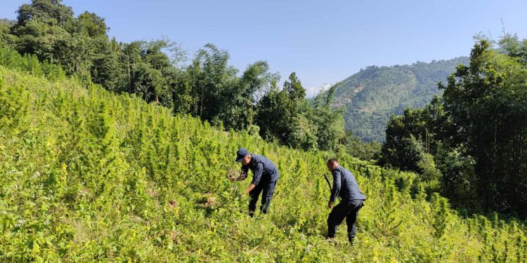 धनकुटा र भोजपुरमा ठूलो मात्रामा गाँजा फडानी, प्रहरीको विशेष अभियान