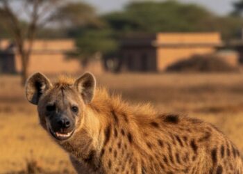  रंगेली क्षेत्रमा हाइना देखिएको हल्ला, वन र प्रहरी सतर्क