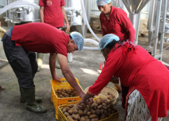 धनकुटामा किबी वाइन उद्योग, किसानको उत्पादनलाई गाउँमै बजार