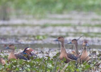कोशी टप्पुमा पानी चरा गणना ढिलो, तर उत्साह उस्तै