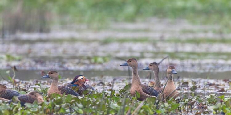 कोशी टप्पुमा पानी चरा गणना ढिलो, तर उत्साह उस्तै