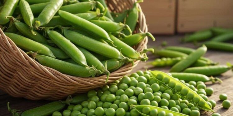 जाडो यामको पोषणको खजाना : हरियो मटरका अनेक स्वास्थ्य फाइदा