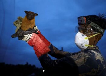 भारतमा निपाह भाइरसको जोखिमबारे डब्लुएचओको चेतावनी, नेपालका लागि क्षेत्रीय जोखिम हाल न्यून