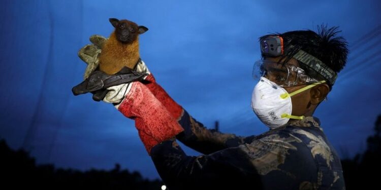 भारतमा निपाह भाइरसको जोखिमबारे डब्लुएचओको चेतावनी, नेपालका लागि क्षेत्रीय जोखिम हाल न्यून