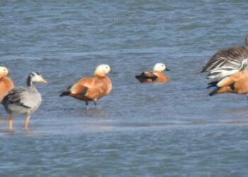 नेपालमा ‘विश्व सिमसार दिवस’– सिमसार र परम्परागत ज्ञानको संरक्षणमा जोड